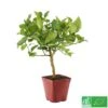Lime De Tahiti : Quart De Tige, Pot 3L, Agriculture Biologique -Promos Botanisia Magasin 509209 005