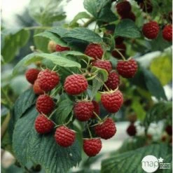 Framboisier 'Héritage' : Pot De 5 Litres -Promos Botanisia Magasin 523572 002