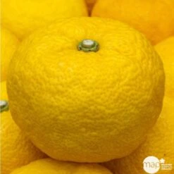 Yuzu AB:pot 3L -Promos Botanisia Magasin 540978 002