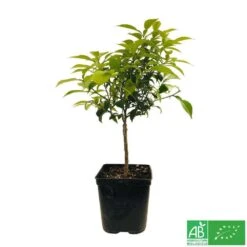 Yuzu AB:pot 3L -Promos Botanisia Magasin 540978 005