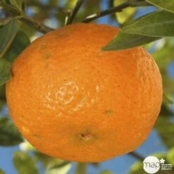 Agrumes XXL: C 5L - Variétés Variables -Promos Botanisia Magasin 552321 003