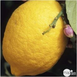 Agrumes XXL: C 5L - Variétés Variables -Promos Botanisia Magasin 552321 004