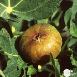 Figuier 'Madeleine Des Deux Saisons' :tige Conteneur 10 Litres -Promos Botanisia Magasin 563583 001