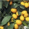 Kumquat : H.40/60 Cm - Pot De 5 Litres 2 Kumquat : H.40/60 Cm - Pot De 5 Litres -Promos Botanisia Magasin 619976 001