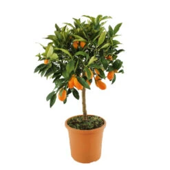 Kumquat : H.40/60 Cm - Pot De 5 Litres -Promos Botanisia Magasin 619976 003