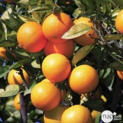 Oranger : C5L, H40/60 PC