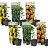 Assorti De 6 Citrus - Pot ⌀9 Cm - H.25-40cm (hauteur Pot Incluse) -Promos Botanisia Magasin 62868e16d640e3.69591591