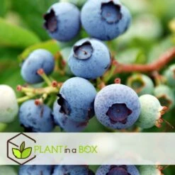 Set De 3 Myrtilliers - Pot ⌀9cm - H.25-40cm (hauteur Pot Incluse) -Promos Botanisia Magasin 628bd093053507.16533773