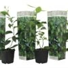 Set De 3 Citrus Lime - Pot ⌀9cm - H.25-40cm (hauteur Pot Incluse) -Promos Botanisia Magasin 628c216d8cb283.55661086