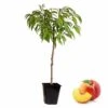 Arbre Fuitier - Pêcher - Pot ⌀15cm - H.60-70cm (hauteur Pot Incluse) -Promos Botanisia Magasin 628c216df07d10.43218470