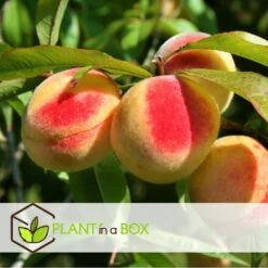 Arbre Fuitier - Pêcher - Pot ⌀15cm - H.60-70cm (hauteur Pot Incluse) -Promos Botanisia Magasin 628c216e0017c8.97624303