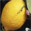 Citronnier 4 Saisons XXL : C5L 2 Citronnier 4 Saisons XXL : C5L -Promos Botanisia Magasin 629849 001
