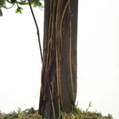 Plante Artificielle - Topiaire Buis 65cm 6 Plante Artificielle - Topiaire Buis 65cm -Promos Botanisia Magasin 639b1df2207e94.21213634