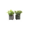 Plante Succulente Artificielle En Pot émaillé (lot De 2) -Promos Botanisia Magasin 63dd4fab74b249.00690017