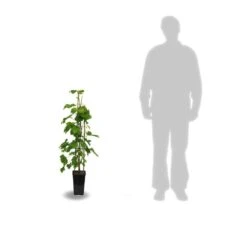 Promos Botanisia Magasin -Promos Botanisia Magasin 63ed2bc42a1191.68582054