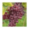 Vigne Vinifera Chasselas Rosé/pot De 3l - 60/120 Cm -Promos Botanisia Magasin 63ed2c50e201d3.33571368