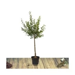 Pommier Pumila Reinette Clochard/pot De 10l - Gobelet 2 Ans -Promos Botanisia Magasin 63ed2f3abafe52.83914707