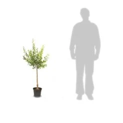 Poirier Communis Beurré Hardy/pot De 10l - Gobelet 2 Ans -Promos Botanisia Magasin 63f4d1fd763c32.78670844