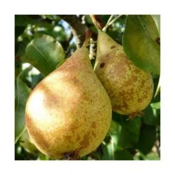 Poirier Communis Beurré Hardy/pot De 10l - Gobelet 2 Ans -Promos Botanisia Magasin 63f4d1fd7d0c69.33293514