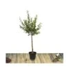Prunier X Domestica Reine Claude Dorée/pot De 10l - Gobelet 2 Ans -Promos Botanisia Magasin 63f4d202116822.60862259