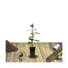 Kiwi Chinensis Jenny (autofertile)/pot De 1,5l - 20/50 Cm -Promos Botanisia Magasin 63f4d218a3aef5.57250180