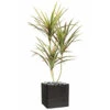 Dracaena Artificiel 3 Troncs En Pot H 140 Cm Vert-rose - Choisissez Votre Hauteu 1 Dracaena Artificiel 3 Troncs En Pot H 140 Cm Vert-rose - Choisissez Votre Hauteu -Promos Botanisia Magasin 63f608131bfad5.88662788