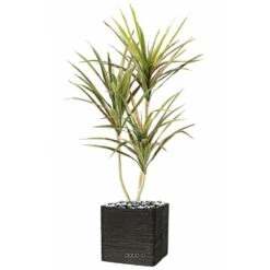 Dracaena Artificiel 3 Troncs En Pot H 140 Cm Vert-rose - Choisissez Votre Hauteu -Promos Botanisia Magasin 63f6081330abe6.01565170