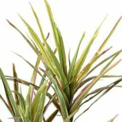 Dracaena Artificiel 3 Troncs En Pot H 140 Cm Vert-rose - Choisissez Votre Hauteu -Promos Botanisia Magasin 63f60813341f08.51363090