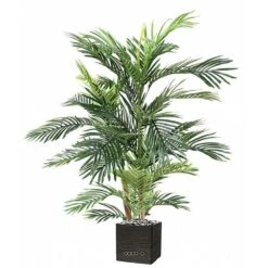 Joli Palmier Areca Artificiel En Pot Multitroncs H 180 Cm Vert - Choisissez Votr -Promos Botanisia Magasin 63f6081c1d6381.08342278