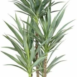 Yucca Artificiel Multitroncs En Pot H 150 Cm Feuillage Plastique -Promos Botanisia Magasin 63f6081fa7ec67.28473252
