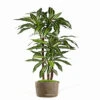 Dracaena Artificiel Fragrans 3 Troncs En Pot H 150 Cm Blanc-vert D 70 Cm - Chois -Promos Botanisia Magasin 63f60824906d64.59072897