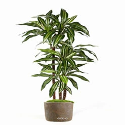 Dracaena Artificiel Fragrans 3 Troncs En Pot H 150 Cm Blanc-vert D 70 Cm - Chois