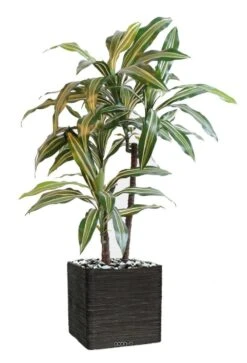 Dracaena Artificiel 3 Têtes H 90 Cm En Pot Vert-jaune 7 Dracaena Artificiel 3 Têtes H 90 Cm En Pot Vert-jaune -Promos Botanisia Magasin 63f6082779db42.86989259