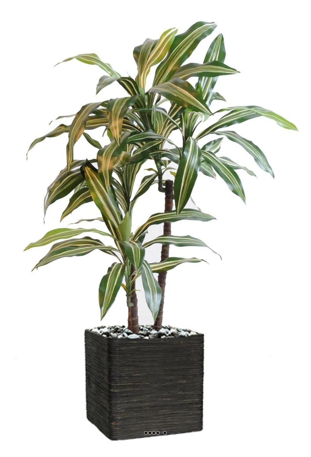 Dracaena Artificiel 3 Têtes H 90 Cm En Pot Vert-jaune 5 Dracaena Artificiel 3 Têtes H 90 Cm En Pot Vert-jaune – Image 3