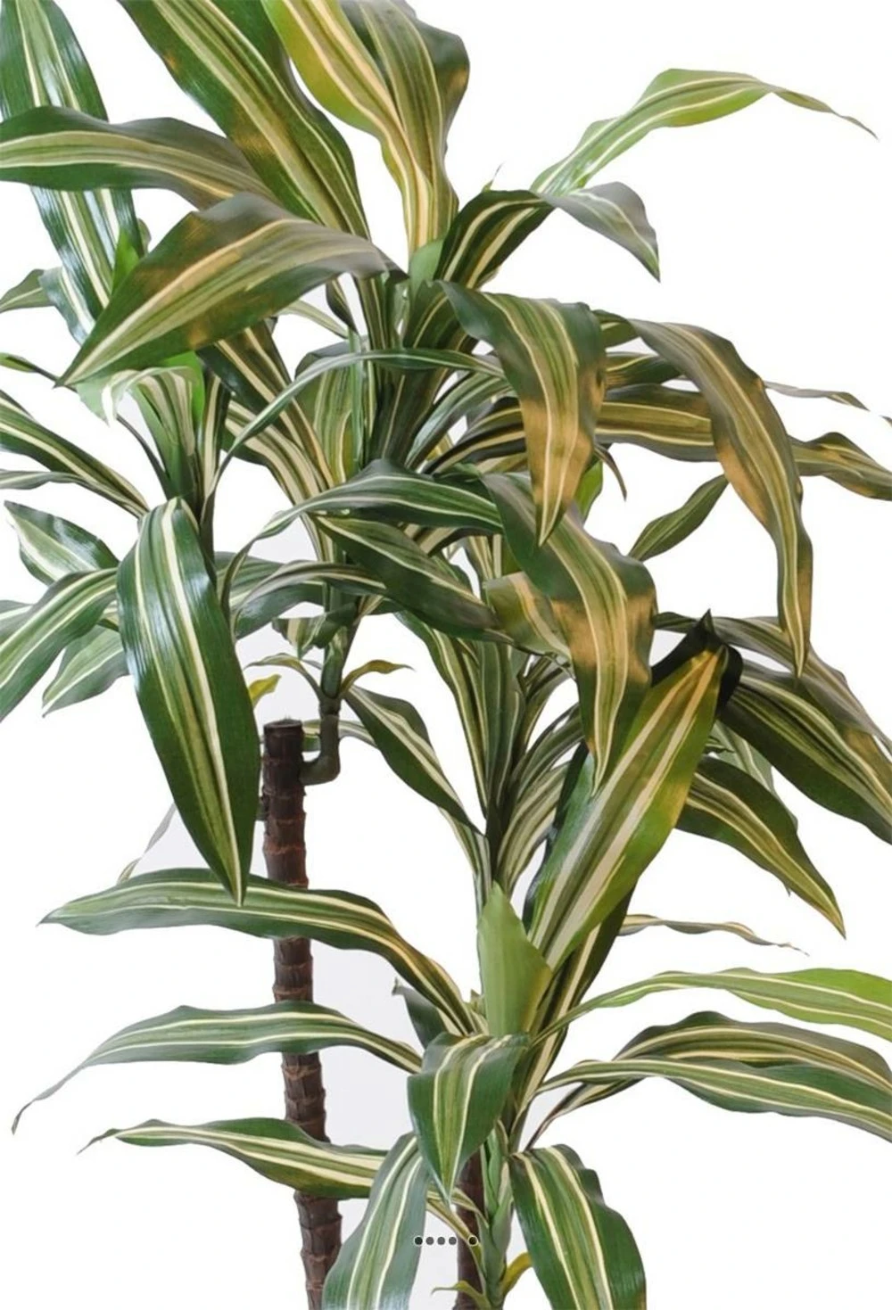Dracaena Artificiel 3 Têtes H 90 Cm En Pot Vert-jaune 4 Dracaena Artificiel 3 Têtes H 90 Cm En Pot Vert-jaune – Image 2