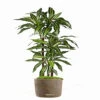 Dracaena Artificiel Fragrans 3 Troncs En Pot H 120 Cm Blanc-vert D 60cm - Choisi -Promos Botanisia Magasin 63f6082c0dd777.12904930