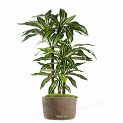 Dracaena Artificiel Fragrans 3 Troncs En Pot H 120 Cm Blanc-vert D 60cm - Choisi