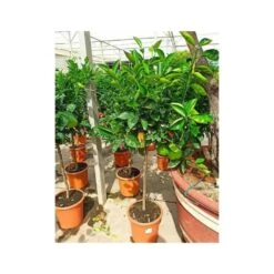 Citrus Sinensis (oranger) Blanc - Taille Pot De 4 Litres - 30/50 Cm -Promos Botanisia Magasin 640394663e45d1.54346571