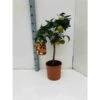 Citrus Sinensis (oranger) Blanc - Taille Pot De 4 Litres - 30/50 Cm 1 Citrus Sinensis (oranger) Blanc - Taille Pot De 4 Litres - 30/50 Cm -Promos Botanisia Magasin 640394664b5fd9.15680431