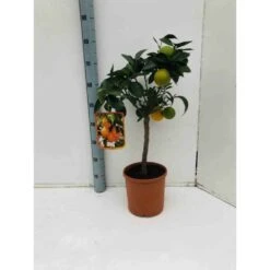Citrus Sinensis (oranger) Blanc - Taille Pot De 4 Litres - 30/50 Cm