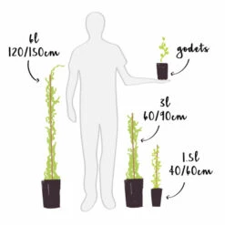 Mûre 'thornfree'- Rubus Fruticosus 3l -Promos Botanisia Magasin 641db340770028.67248929