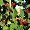 Mûre 'thornfree'- Rubus Fruticosus 3l -Promos Botanisia Magasin 641db340834f31.34618991