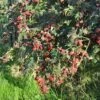 Mûre 'géante Des Jardins' - Rubus Fruticosus 3l -Promos Botanisia Magasin 641db341a48529.45256720
