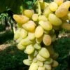 Vigne 'cornichon Blanc' - Vitis Vinifera 3l -Promos Botanisia Magasin 6420e061695674.47989054