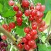 Groseillier à Grappes 'jonkheer Van Tets' - Ribes Rubrum 3l -Promos Botanisia Magasin 6420e0a3a4b6f8.91124379