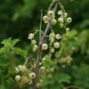 Groseillier à Grappes 'versaillaise Blanche' - Ribes Rubrum 3l -Promos Botanisia Magasin 6420e0a62fca96.78186566