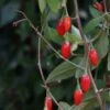 Baie De Goji - Lycium Barbarum 3l -Promos Botanisia Magasin 6420e0ac2f27d3.86056557