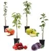 Assorti De 4 Arbres Fruitiers - Pot ⌀9cm - H.60-70cm (hauteur Pot Incluse) -Promos Botanisia Magasin 6421dd66d8e693.34016767