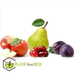Assorti De 4 Arbres Fruitiers - Pot ⌀9cm - H.60-70cm (hauteur Pot Incluse) -Promos Botanisia Magasin 6421dd66e64e00.60002197