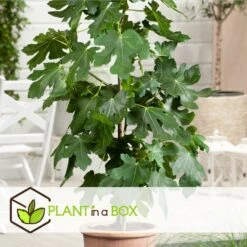 Set De 2 Ficus Carica - Pot ⌀9cm - H.25-40cm (hauteur Pot Incluse) -Promos Botanisia Magasin 64233258aed6c2.75062578